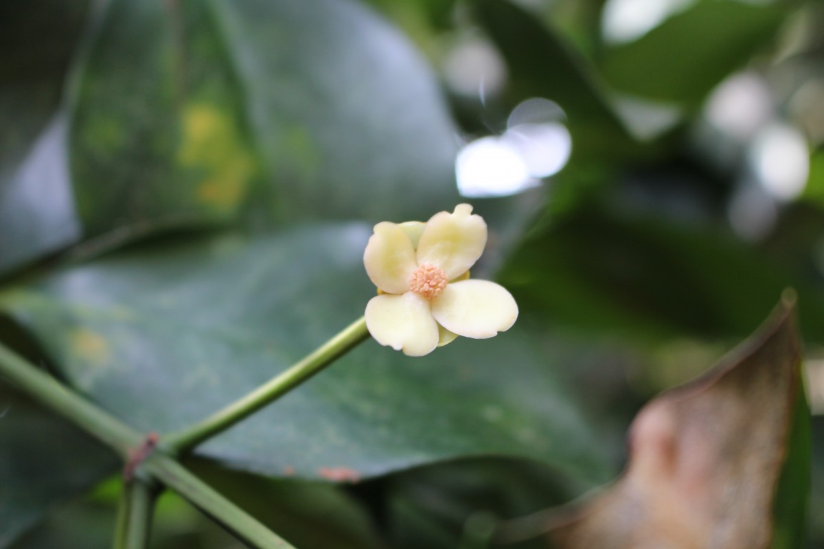 Garcinia cambogioides (Murray) Headland